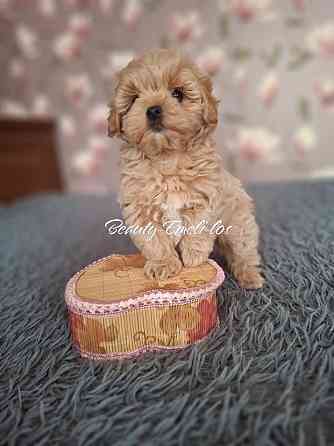 Мальтипу Ф1 Донецк