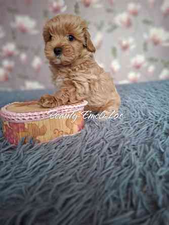 Мальтипу Ф1 Донецк