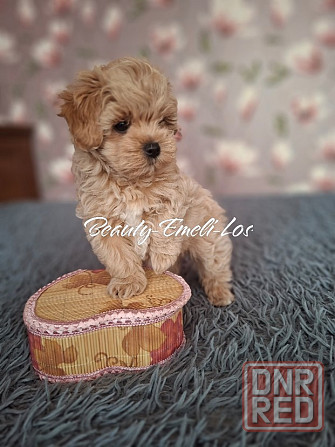 Мальтипу Ф1 Донецк - изображение 1