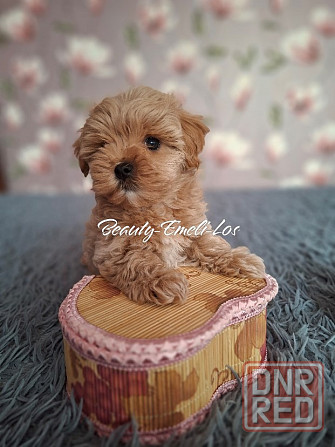 Мальтипу Ф1 Донецк - изображение 4