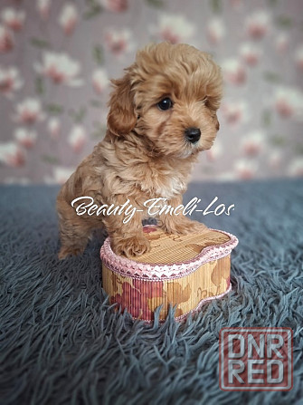 Мальтипу Ф1 Донецк - изображение 5