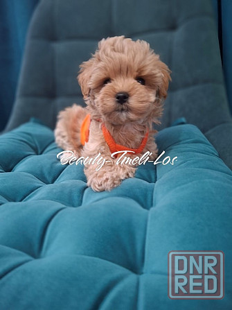 Мальтипу Ф1 Донецк - изображение 3