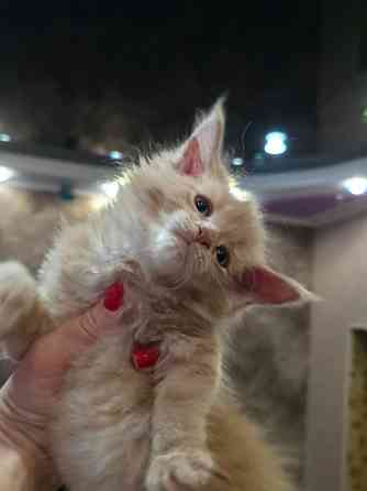 Мальчик Мейн-Куна Донецк