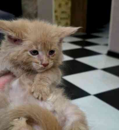 Мальчик Мейн-Куна Донецк