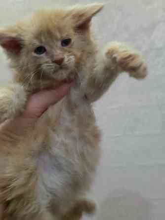 Мальчик Мейн-Куна Донецк