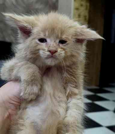 Мальчик Мейн-Куна Донецк