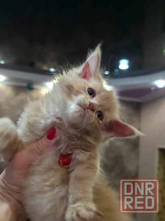 Мальчик Мейн-Куна Донецк - изображение 4