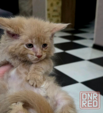 Мальчик Мейн-Куна Донецк - изображение 3