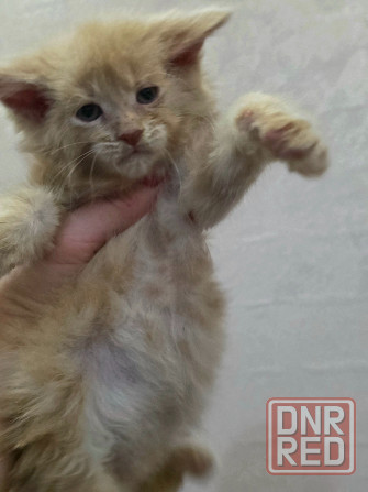 Мальчик Мейн-Куна Донецк - изображение 1