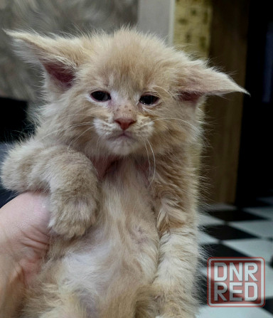 Мальчик Мейн-Куна Донецк - изображение 2