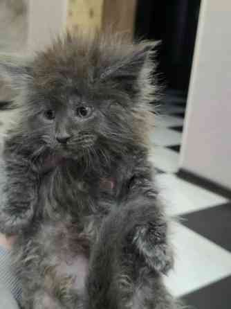 Девочка Мейн-Куна Донецк