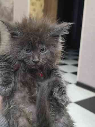 Девочка Мейн-Куна Донецк