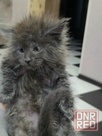 Девочка Мейн-Куна Донецк - изображение 3