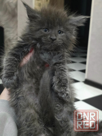 Девочка Мейн-Куна Донецк - изображение 1