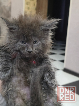 Девочка Мейн-Куна Донецк - изображение 2