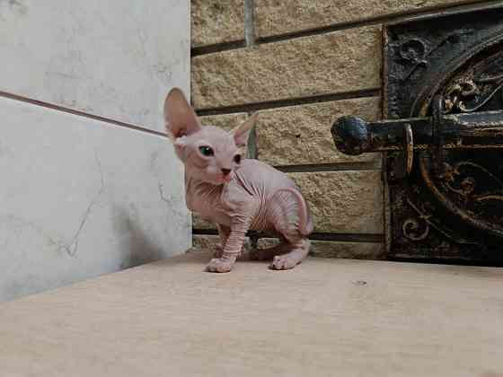 Котята канадского сфинкса Донецк