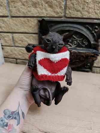 Котята канадского сфинкса Донецк