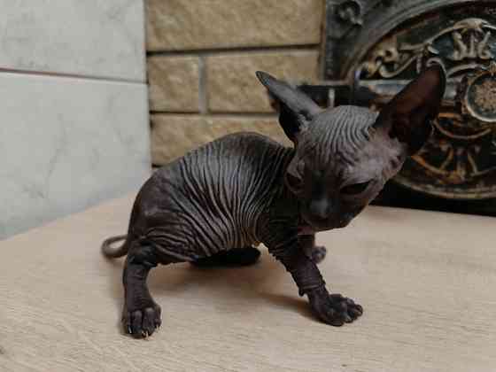 Котята канадского сфинкса Донецк