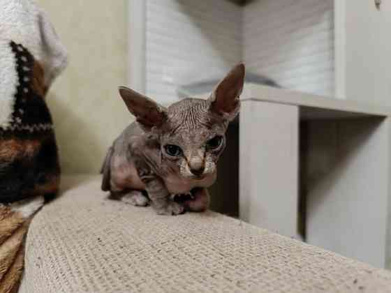 Котята канадского сфинкса Донецк