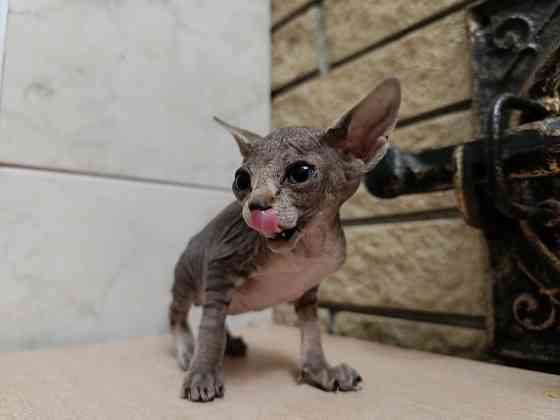 Котята канадского сфинкса Донецк