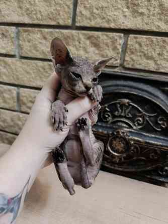 Котята канадского сфинкса Донецк