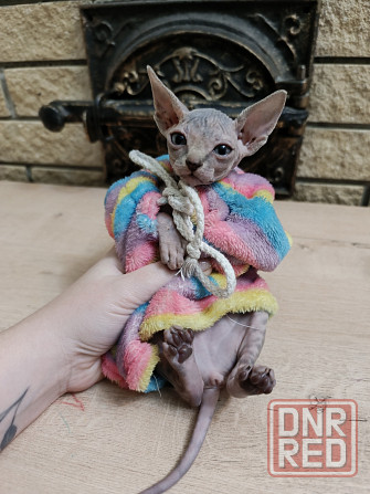 Котята канадского сфинкса Донецк - изображение 8