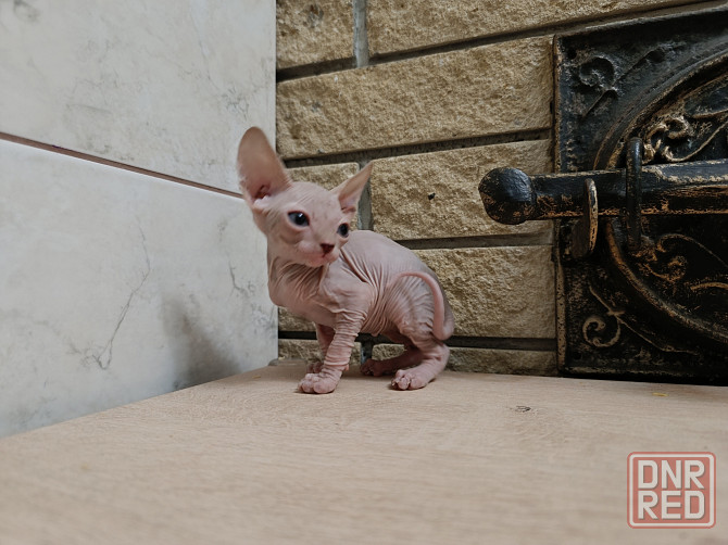 Котята канадского сфинкса Донецк - изображение 3