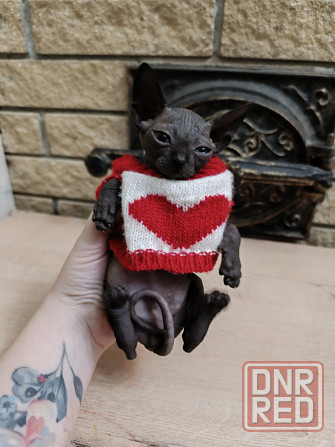 Котята канадского сфинкса Донецк - изображение 1