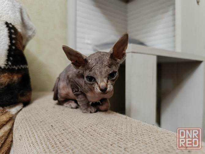 Котята канадского сфинкса Донецк - изображение 6