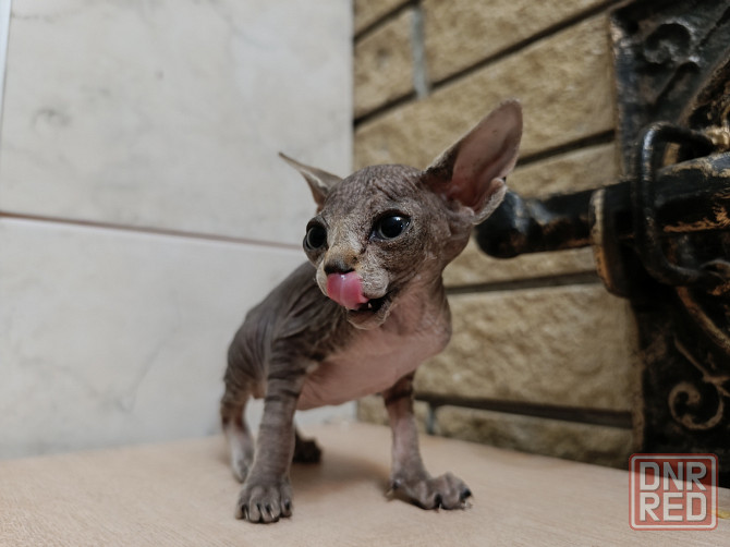 Котята канадского сфинкса Донецк - изображение 5