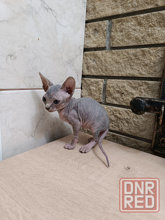 Котята канадского сфинкса Донецк - изображение 7