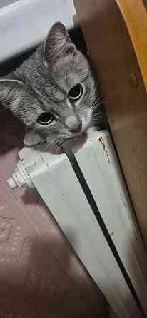 Отдам ласковую кошечку в добрые руки Донецк