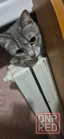 Отдам ласковую кошечку в добрые руки Донецк - изображение 1