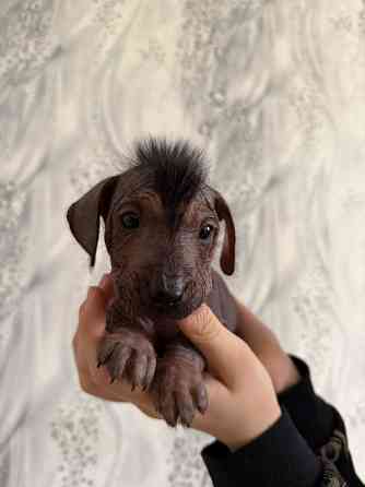 Продажа щенков Донецк