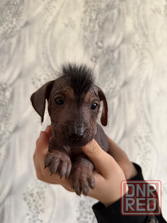 Продажа щенков Донецк - изображение 1