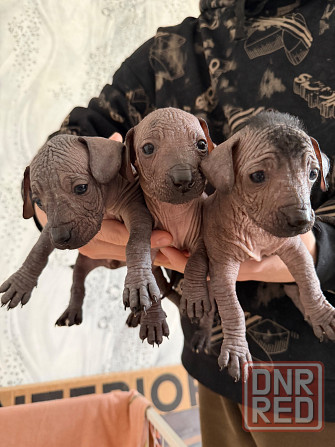 Продажа щенков Донецк - изображение 2