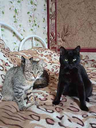 Отдам даром котят Харцызск