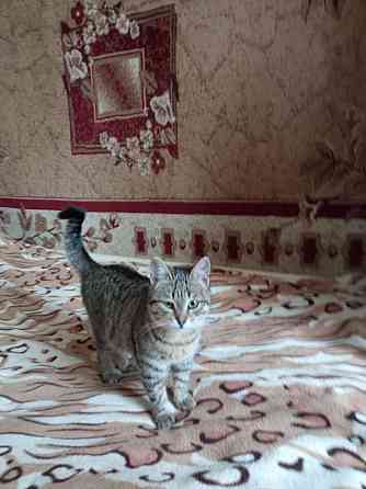 Отдам даром котят Харцызск