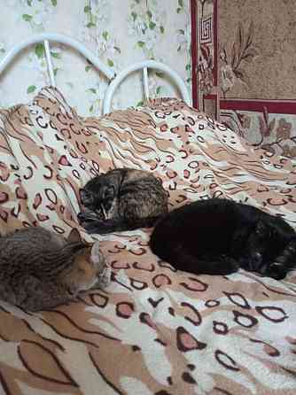 Отдам даром котят Харцызск