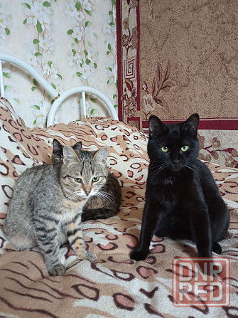 Отдам даром котят Харцызск - изображение 1