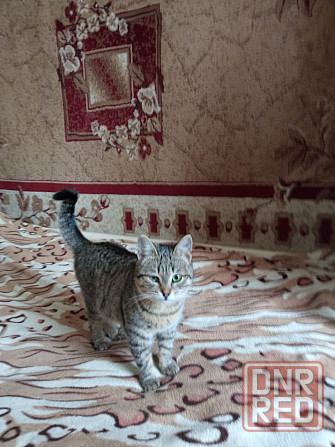 Отдам даром котят Харцызск - изображение 4