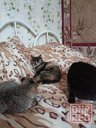 Отдам даром котят Харцызск - изображение 3