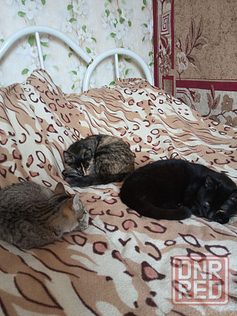 Отдам даром котят Харцызск - изображение 2