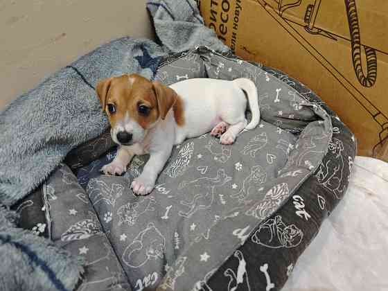 Щенки Джек Рассел терьер Донецк