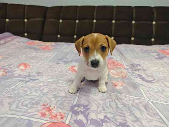 Щенки Джек Рассел терьер Донецк