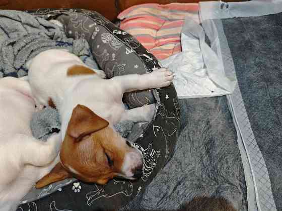 Щенки Джек Рассел терьер Донецк