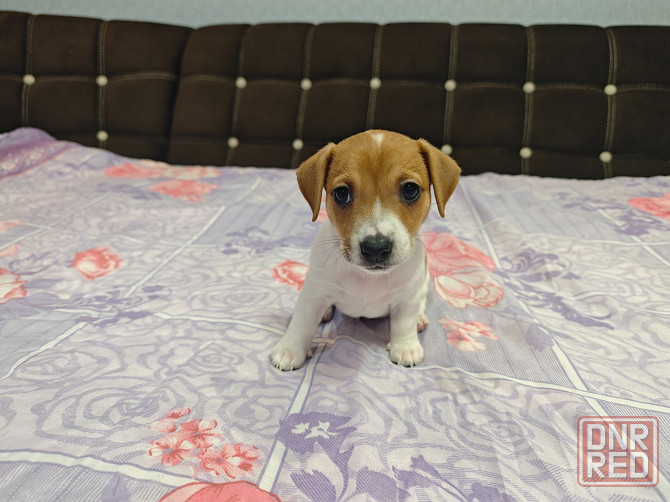 Щенки Джек Рассел терьер Донецк - изображение 2