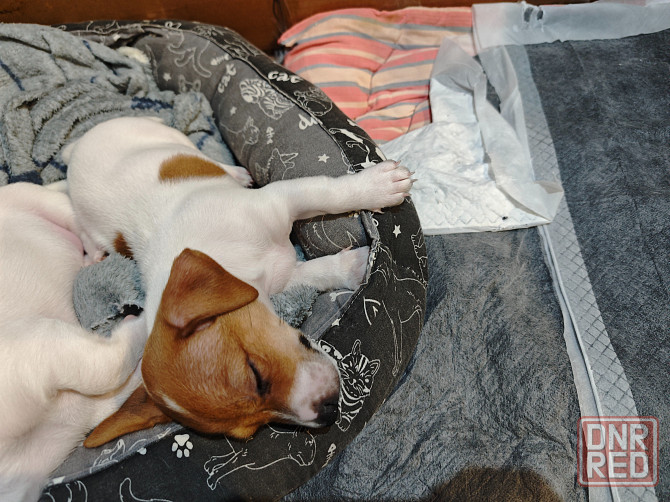 Щенки Джек Рассел терьер Донецк - изображение 4