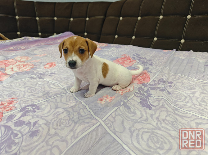 Щенки Джек Рассел терьер Донецк - изображение 3