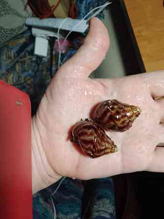 Улитки Ахатины имакулята Донецк